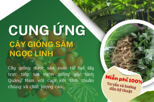 GIỚI THIỆU CÂY GIỐNG SÂM NGỌC LINH 01 VÀ 02 NĂM TUỔI