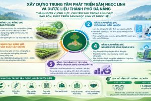 XÂY DỰNG TRUNG TÂM PHÁT TRIỂN SÂM NGỌC LINH VÀ DƯỢC LIỆU THÀNH PHỐ ĐÀ NẴNG THÀNH ĐƠN VỊ CHỦ LỰC, CHUYÊN SÂU TRONG LĨNH VỰC BẢO TỒN, PHÁT TRIỂN SÂM NGỌC LINH VÀ DƯỢC LIỆU