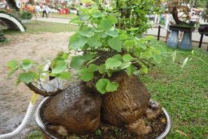 Củ bình vôi có tác dụng gì?