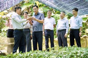 Bí thư Thành ủy Lê Ngọc Quang thăm, khảo sát vùng trồng Sâm Ngọc Linh tại xã Trà Linh