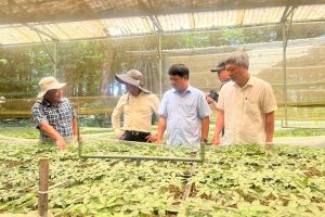 Bí thư Tỉnh ủy Lương Nguyễn Minh Triết kiểm tra thực tế vùng trồng sâm Ngọc Linh
