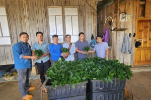 Đà Nẵng cấp 40.000 cây giống 