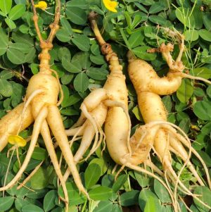 MỘT SỐ ĐIỀU CẦN BIẾT VỀ CÂY ĐẢNG SÂM QUẢNG NAM