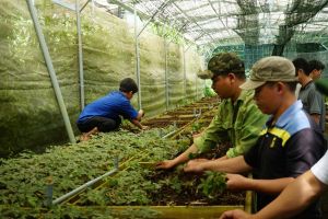 Quảng Nam đưa “Sâm Ngọc Linh - từ sản phẩm quốc gia tới thương hiệu toàn cầu”