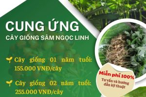 CUNG ỨNG CÂY GIỐNG SÂM NGỌC LINH NĂM 2025