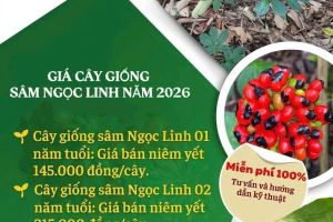 Nâng tầm thương hiệu 