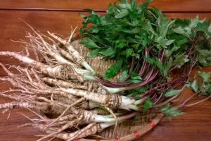 Tác dụng của cây đương quy đối với sức khỏe