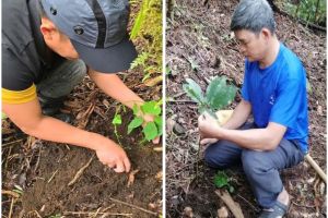 Trung tâm Phát triển Sâm Ngọc Linh và Dược liệu Quảng Nam xây dựng Vườn dược liệu tại trạm Dược liệu Trà Linh.