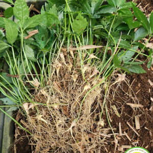 CÂY GIỐNG SÂM NGỌC LINH 01 NĂM TUỔI