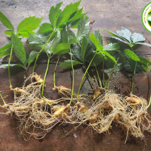 CÂY GIỐNG SÂM NGỌC LINH 02 NĂM TUỔI