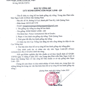 CÂY GIỐNG SÂM NGỌC LINH 01 NĂM TUỔI