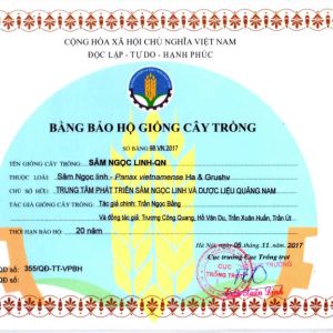 CÂY GIỐNG SÂM NGỌC LINH 02 NĂM TUỔI