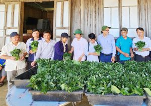 Quảng Nam: Hỗ trợ cây giống sâm Ngọc Linh cho hơn 1.000 hộ dân